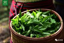 茶叶的内含物质：茶叶的理化成分有哪些？
