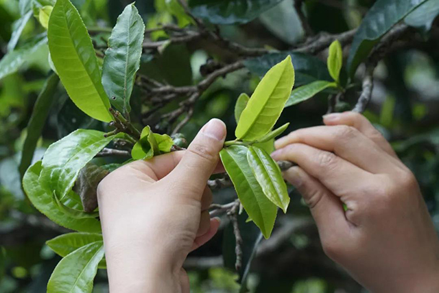 津乔普洱茶