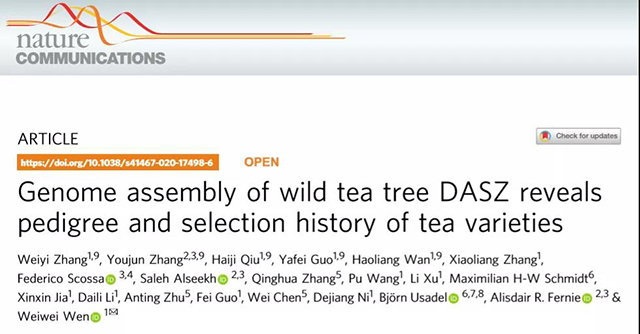 古茶树基因组精细图谱