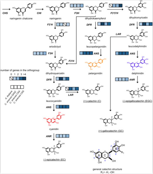 儿茶素生物合成通路