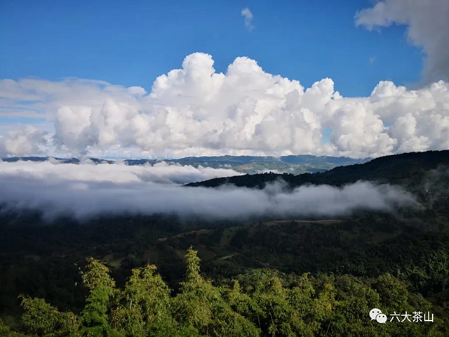 贺开古茶山自然景观