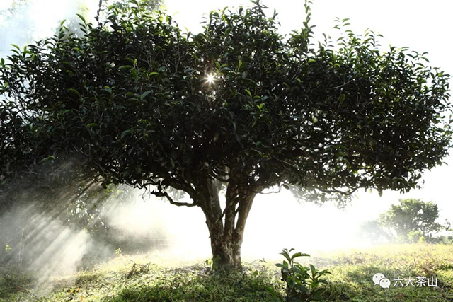 贺开古茶山自然景观