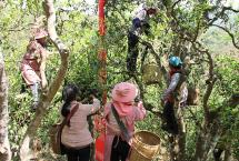 锦地普洱沈忠华：茶树的野生、驯化、栽培