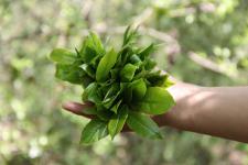 春茶面面观：“野生芽孢”何时休？