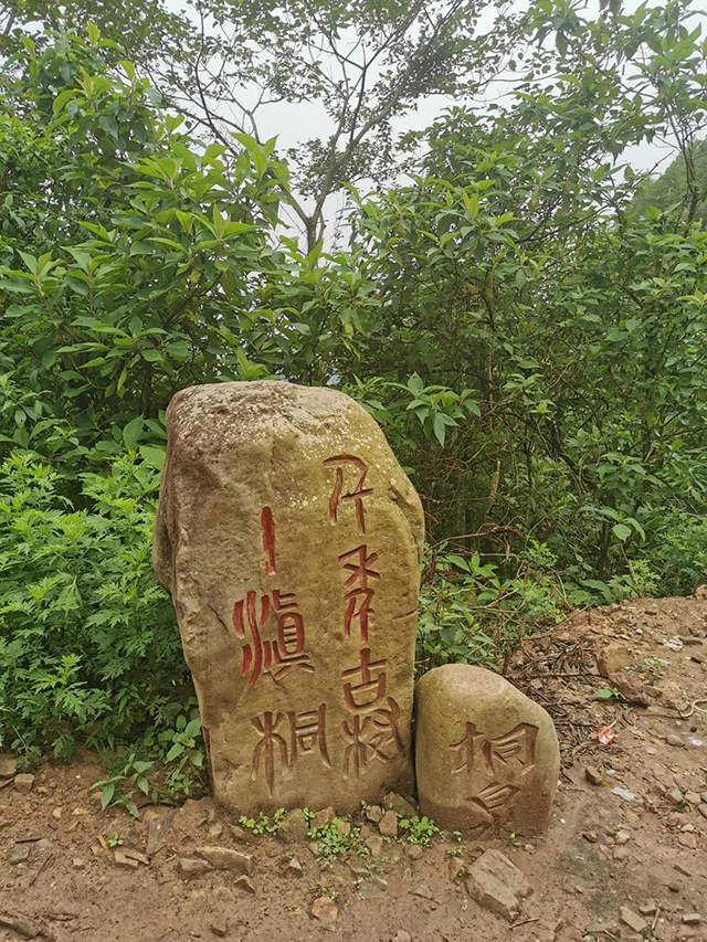 中茶新品中茶普洱茶凤凰窝