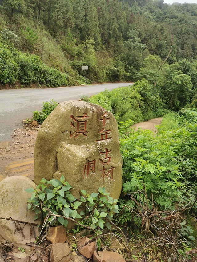 中茶新品中茶普洱茶凤凰窝