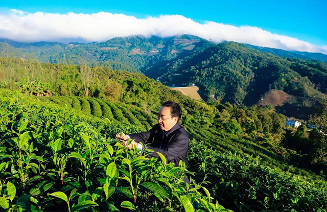 龙润茶龙润苍生纪念茶