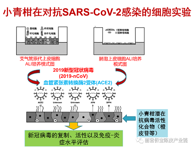 丽宫侨宝陈皮产业