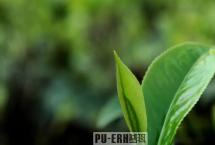 普洱茶春茶、秋茶、夏茶有什么特征，它们之间有什么区别？