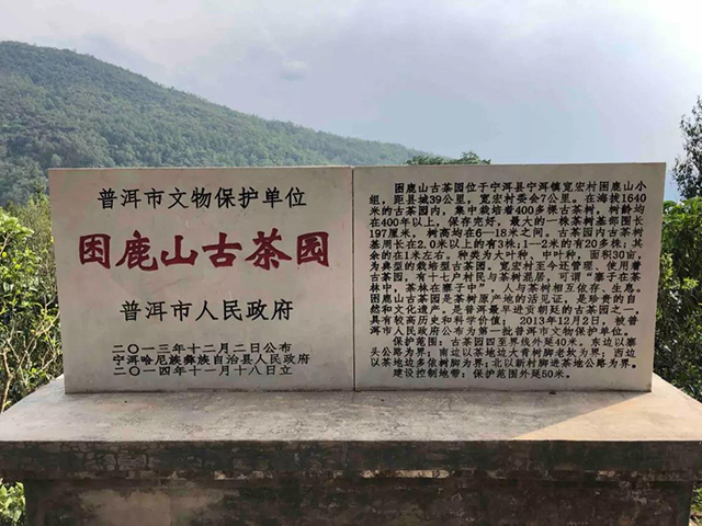 困鹿山古茶园