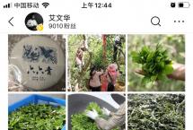 临茶风范：绿水塘、白水塘、勐麻河、梅子箐…