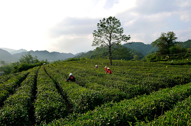 祥源茶