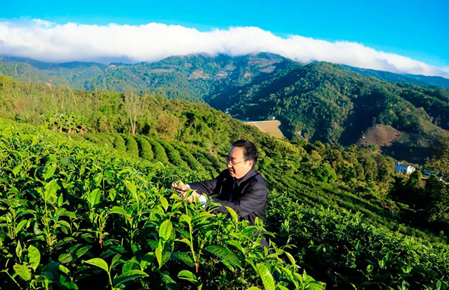 龙润茶龙润苍生纪念茶