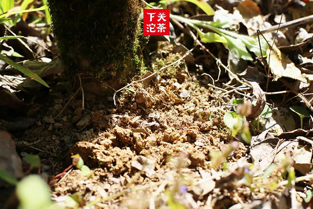 下关沱茶巅峰易武茶