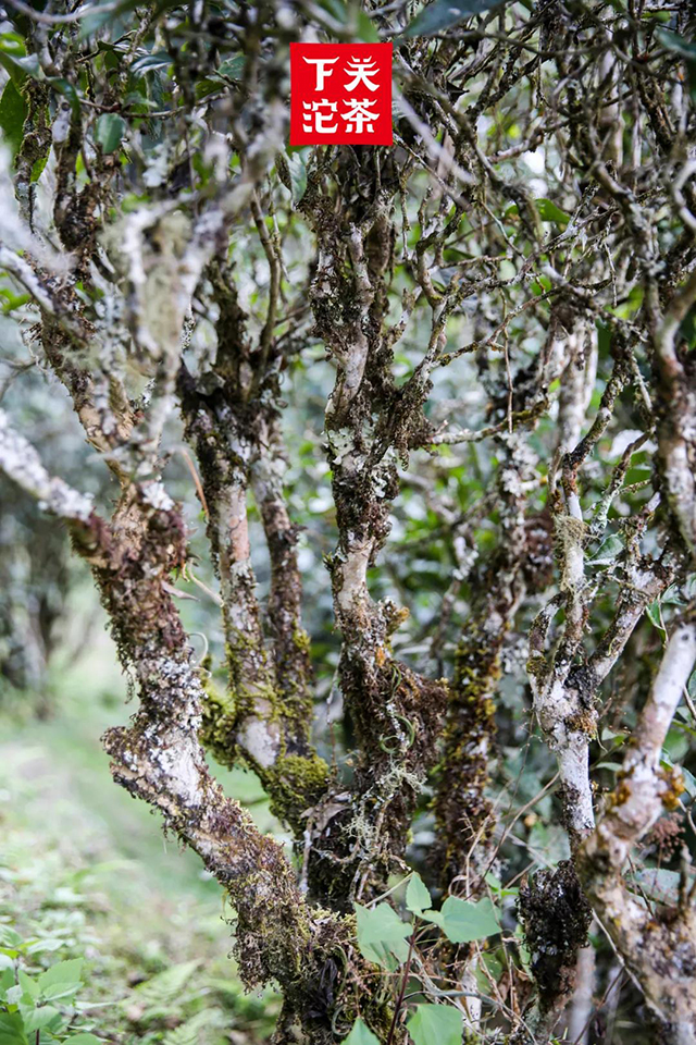 下关沱茶巅峰易武茶