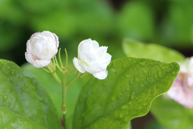 龙润茶中秋茶礼