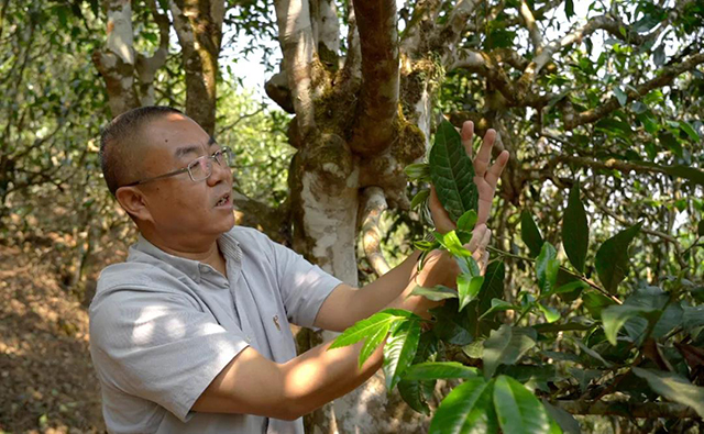 中吉号茶业