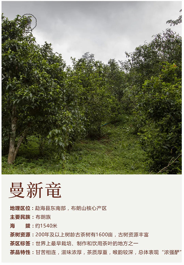 双陈名山定制茶