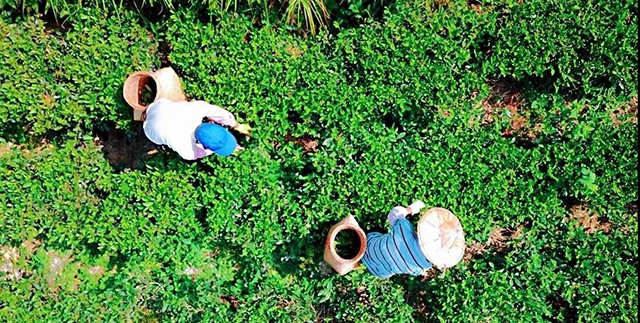 福建安溪茶农在采摘秋茶