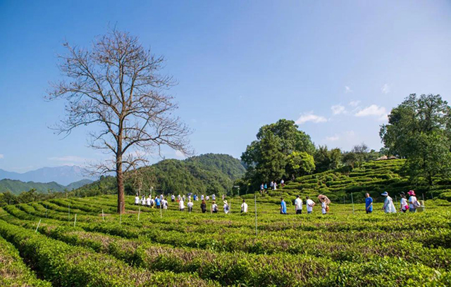 祥源茶2020祁门红茶研学游