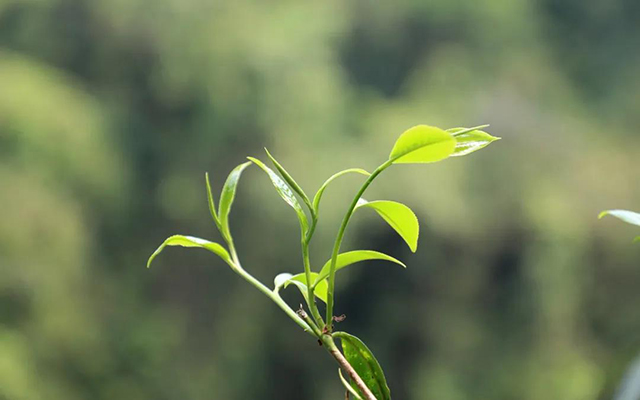 海湾茶业老同志2020年丁家寨