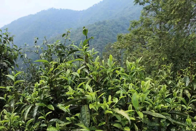 正皓茶正山系列刮风寨易武茶