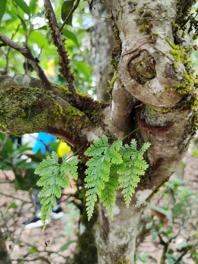 龙润茶云海景迈生茶熟茶