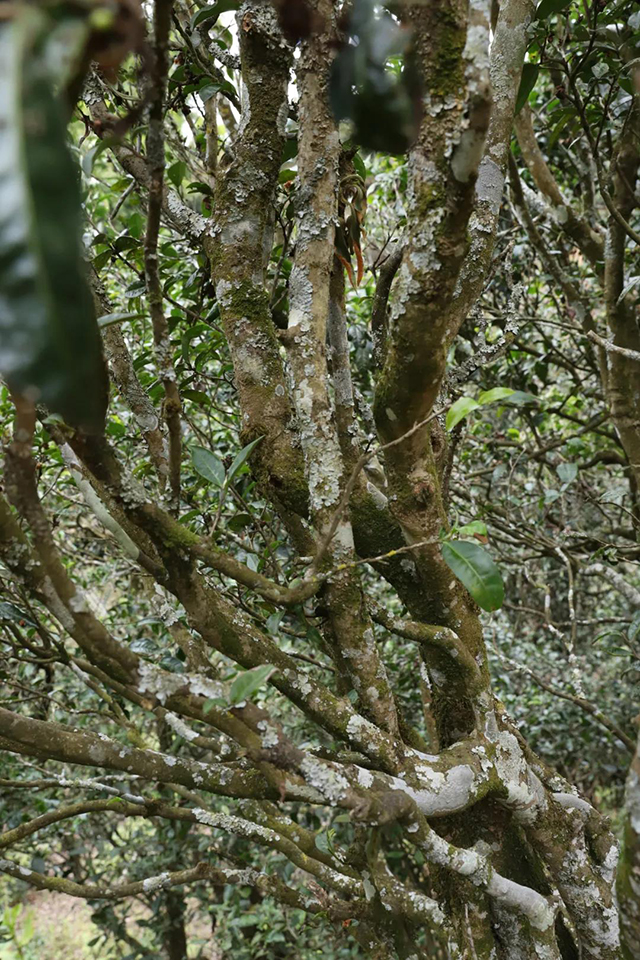 勐麻河古茶树