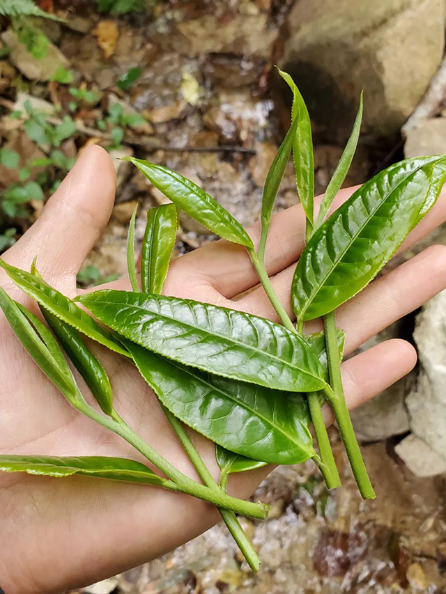 勐麻河古茶树芽头