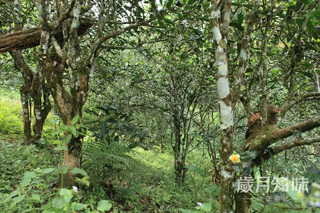 岁月知味四大基地普洱茶