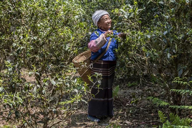 普洱景迈山古茶林文化景观申遗