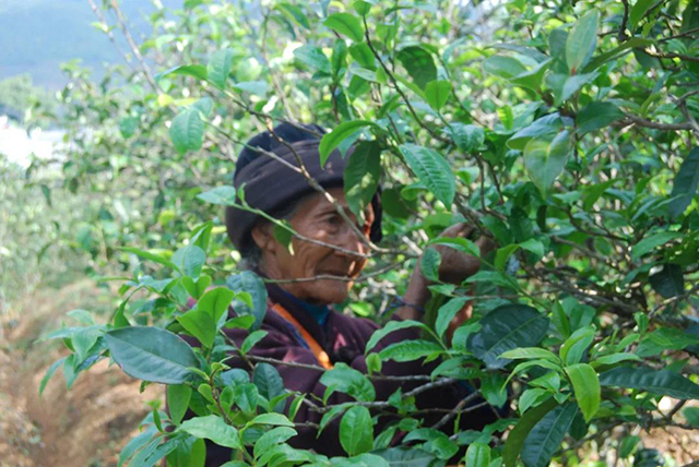 2020年智德鸿昌首批曼岗石生有机茶