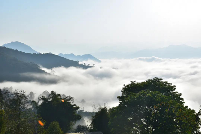 2020年智德鸿昌首批曼岗石生有机茶