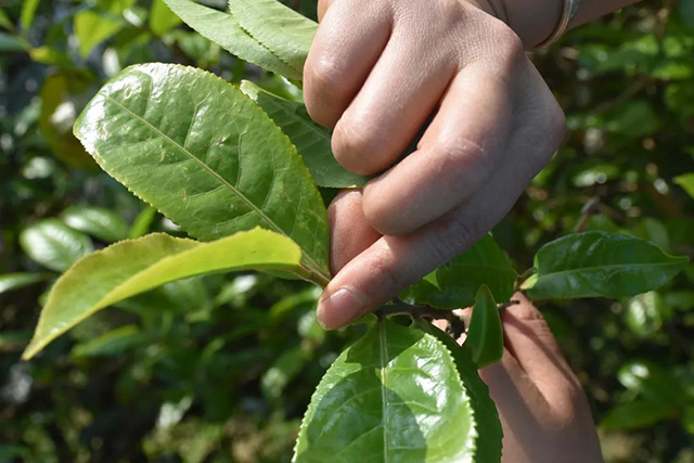 2020年智德鸿昌首批曼岗石生有机茶