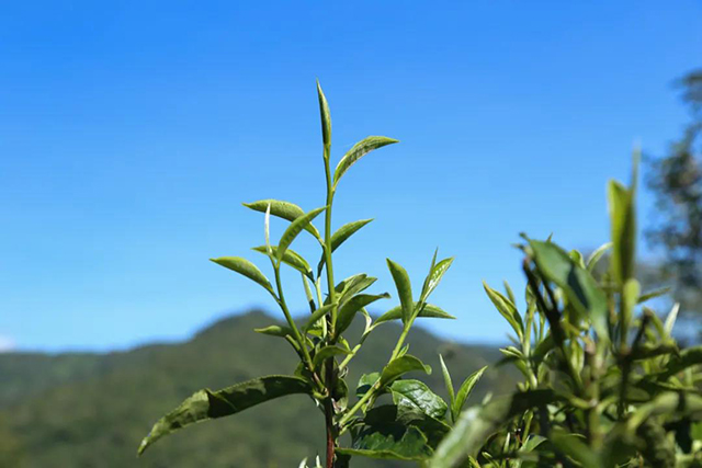 易武熟茶