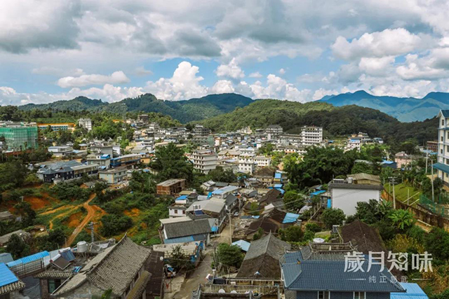 岁月知味掌门人郑少烘茶书易武