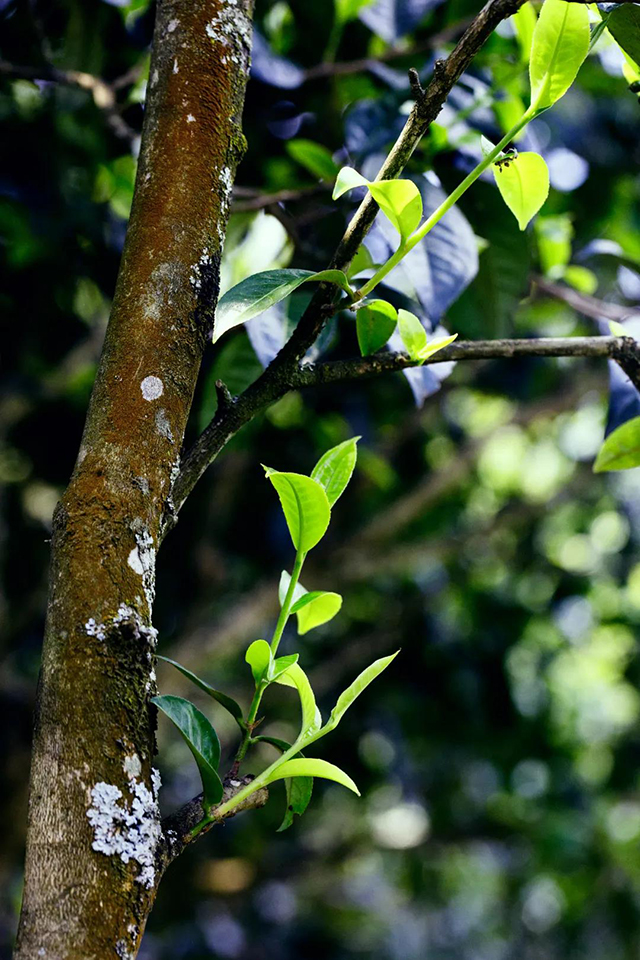 原始森林里的古茶树