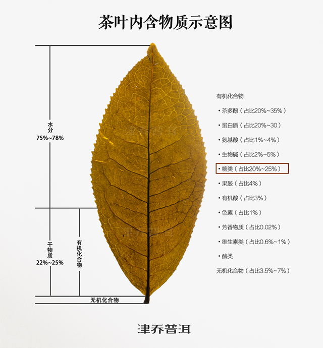 津乔普洱茶