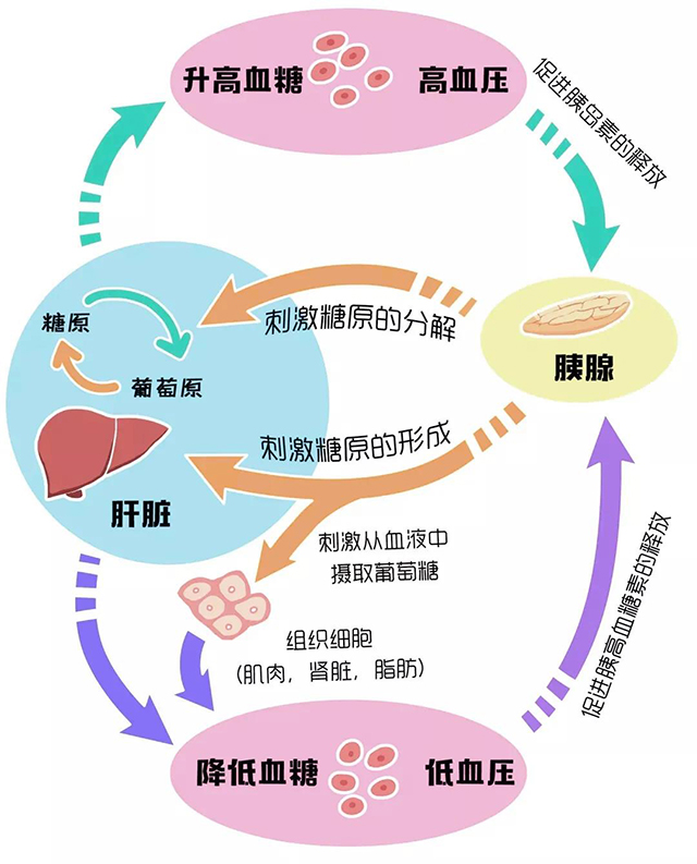 人体血糖升降原理