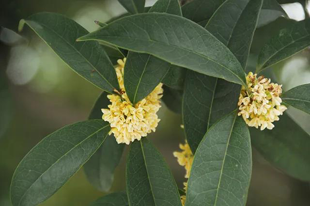 木葉茶学桂花