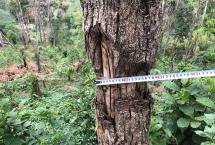 非法侵占林地、种茶毁林……云南通报10起典型案例