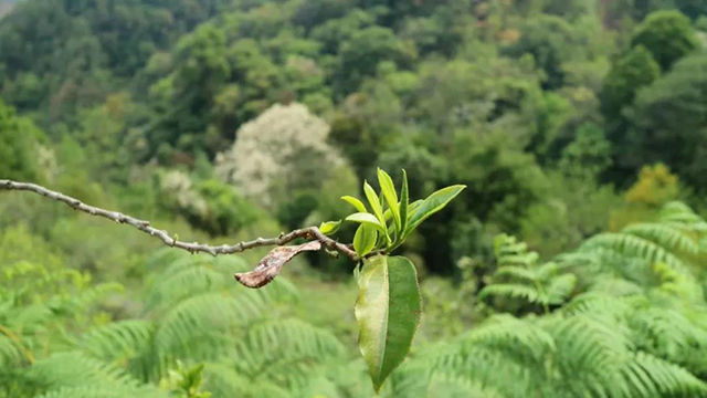茶叶进化论