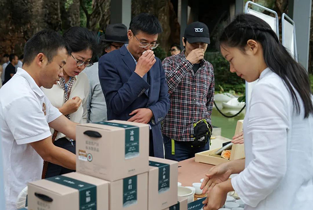 津乔普洱茶2020津乔9款纯料春茶