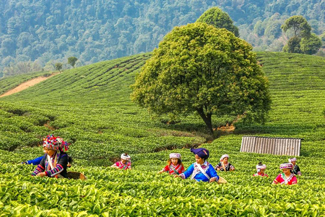 大益牌普洱茶生肖茶