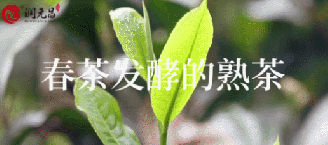 普洱茶知识：看普洱茶叶底能分辨出什么？