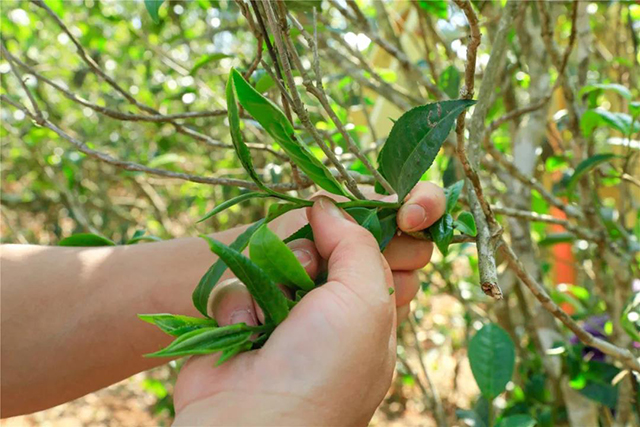 津乔普洱昔归普洱茶