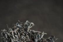 普洱杂志：普洱茶的品质，竟然与这个菌有关