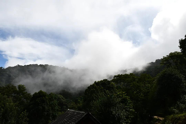 茶树王之乡南糯山十二寨向阳寨