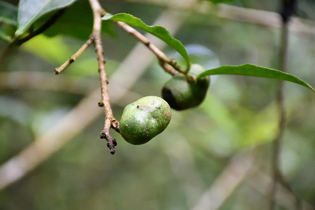 茶树王之乡南糯山十二寨向阳寨