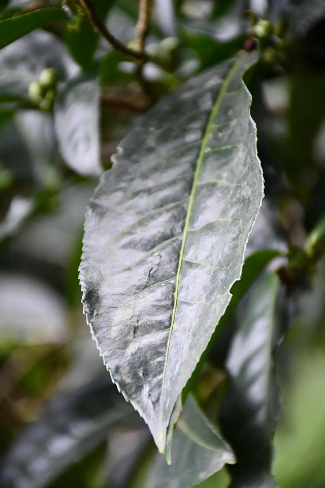 茶树王之乡南糯山十二寨半坡新寨